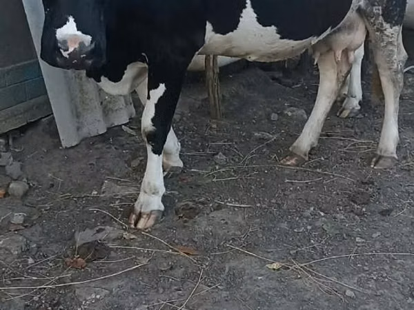 Kuh, Holstein-Rasse — Republik Moldau