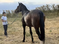 Hengst, Orlov Trotter — Foto 3