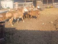 मेढ़ा, Arashan sheep — फ़ोटो 1