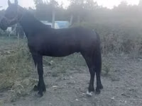 Hengst, Friesian — Foto 3