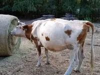 Sigir, Simmental cattle — 3-rasm
