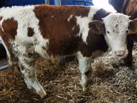 Bovins (lot, sexe non indiqué), Simmental cattle — photo 3