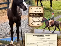 Aygʻir, Rocky Mountain Horse — 1-rasm