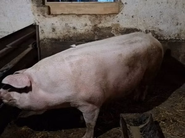 Säue, 