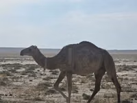 إبل (دفعة، الجنس غير محدد), Anafi camel — الصورة 3
