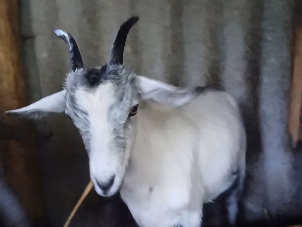 Cabra, Cabras