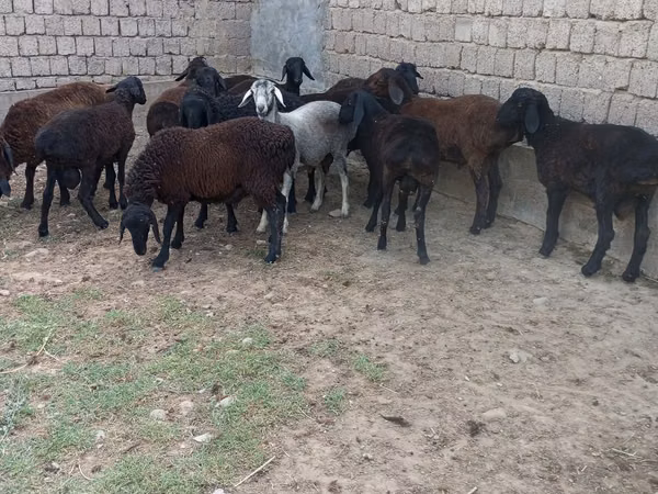 Berbec, Blackheaded Persian sheep