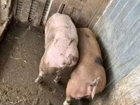 Eber, Schweine — Foto 3