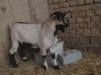 Țap, Capre — foto 1