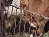 Toro, Simmental cattle — foto 2