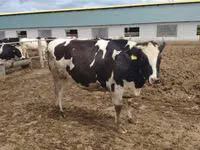 Vacă, Russian Black pied cattle — foto 5