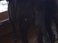 İribuynuzlu mal-qara (partiya, cinsi göstərilməyib), Mal-qara — foto 1