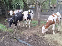 Vaca, Simmental cattle — foto 7