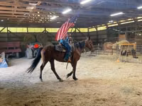 Cheval, Standardbred — photo 1