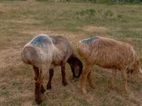Qoʻy, Kazakh meat-wool sheep — 3-rasm