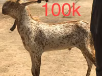 Capre (lot, sex nespecificat), Najdi goat — foto 2
