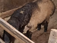 公羊, Sheep — 照片 1