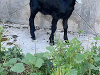 Boucs, Nubian Goat — photo 6