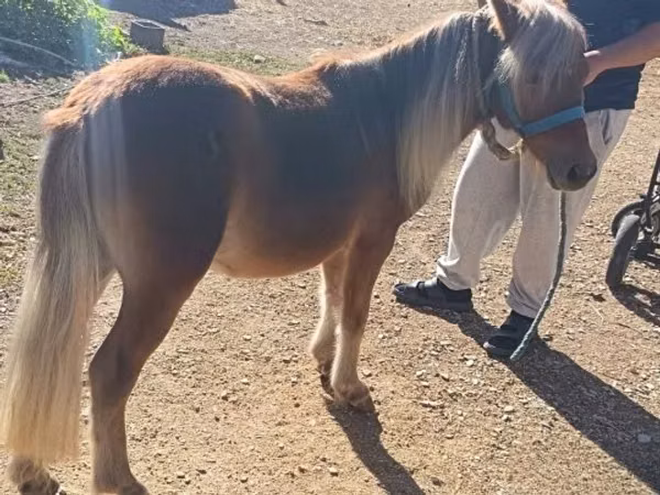 Hengst, Shetland Pony
