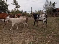 Cabro, Nubian Goat — foto 3