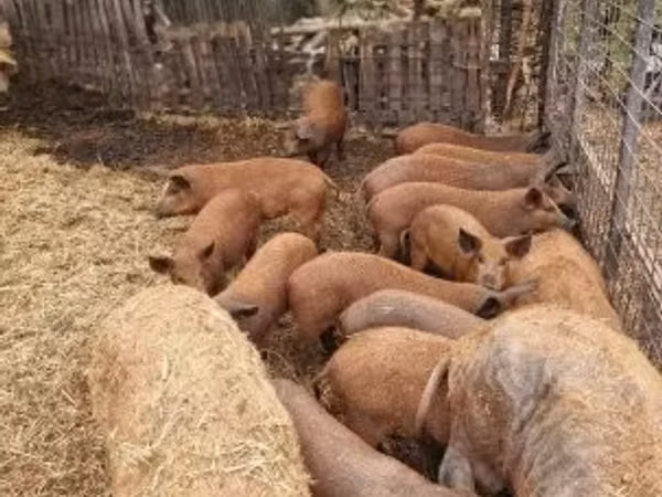 Scroafă, Porci