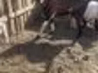 Țap, Nubian Goat — foto 4