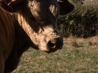 Taureau, Simmental cattle — photo 2