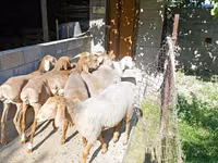 Schaf, Arashan sheep — Foto 7