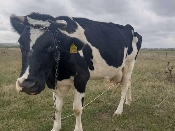 Cow, Russian Black pied cattle