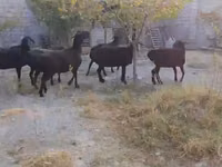 Schaf, Hissar sheep — Foto 8