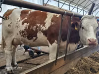 Bou, Simmental cattle — foto 5