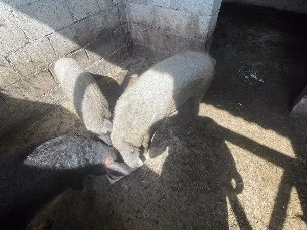 Scroafă, 