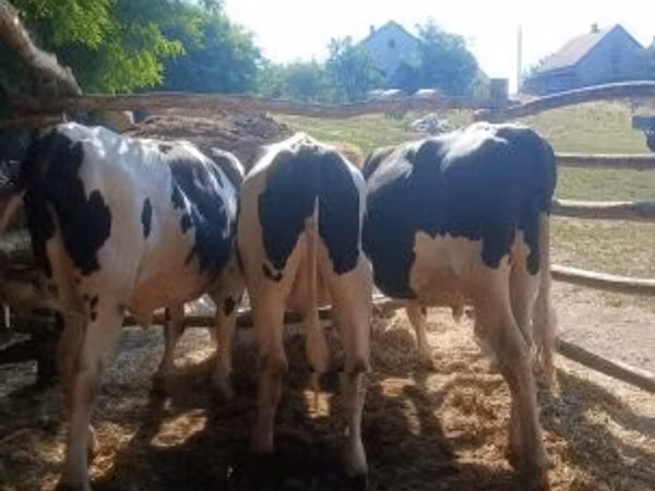 Bou, Rasa Holstein