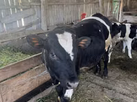 Sigir, Russian Black pied cattle — 1-rasm