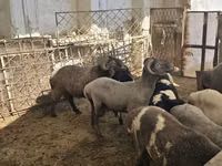 Brebis, Moutons — photo 8