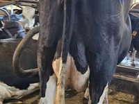 Vacă, Rasa Holstein — foto 7