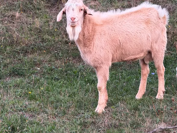 Ziegenbock, Nubian Goat — Republik Moldau