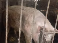公猪, Pigs — 照片 3
