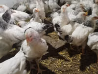 Chickens — الصورة 4