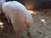母猪, Pigs — 照片 3