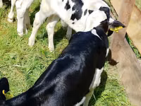 İribuynuzlu mal-qara (partiya, cinsi göstərilməyib), Russian Black pied cattle — foto 4