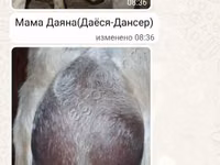 Козёл, Альпийская коза — фото 2