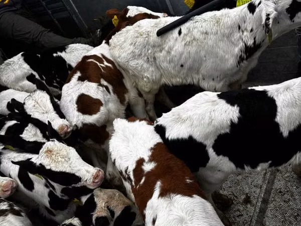 Buqa, Simmental cattle