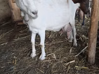 Goat, Saanen goat — photo 1