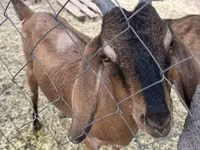 बकरी, Nubian Goat — फ़ोटो 2