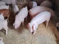 Porcs (lot, sexe non indiqué), Porcs — photo 1