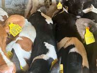 Qoramol (partiya, jinsi ko‘rsatilmagan), Simmental cattle — 2-rasm