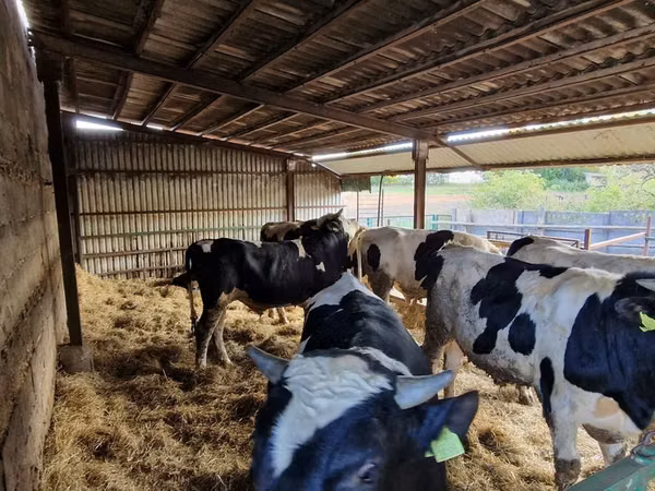 Toro, Raza Holstein