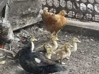 Ducks — الصورة 3