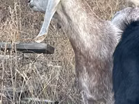 Cabra, Beetal goats — foto 1